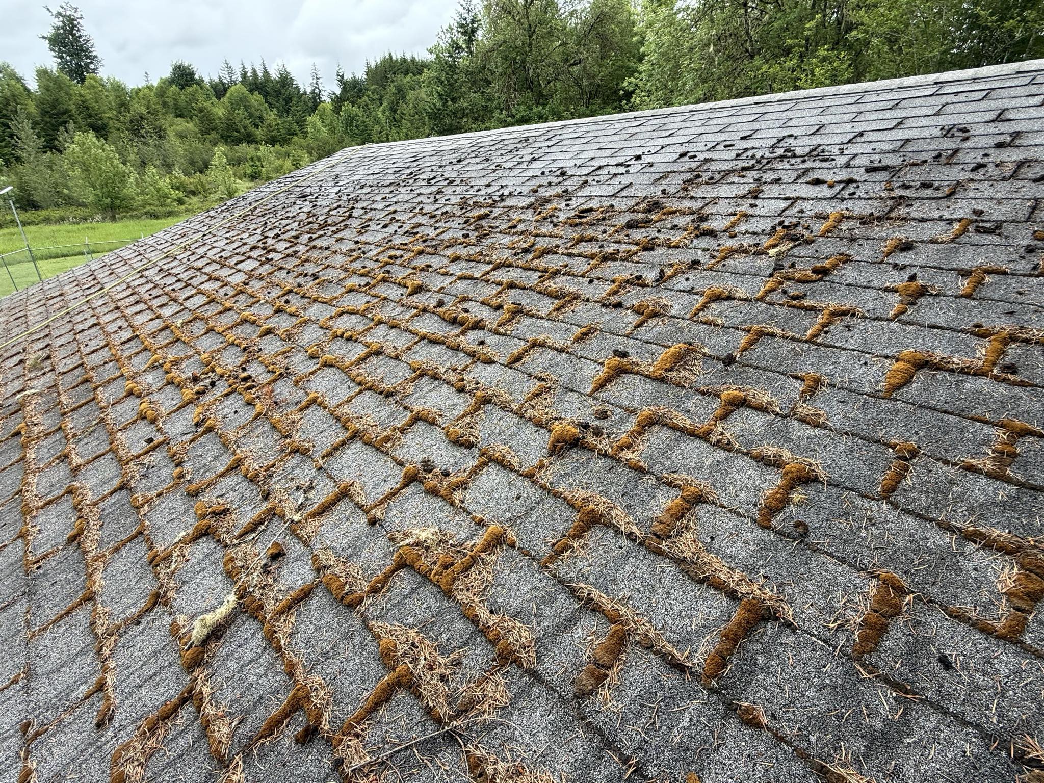 Roof & Moss Removal - Before